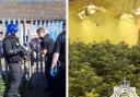 Police seized hundreds of cannabis plants
