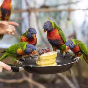 Parrots have Pancake Day party at safari park
