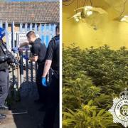 Police seized hundreds of cannabis plants