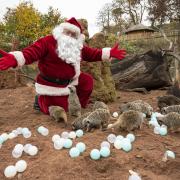 Santa meets the meerkats at West Midland Safari Park