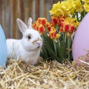 The rabbits at West Midland Safari Park are getting ready for the new Easter event at the Park.