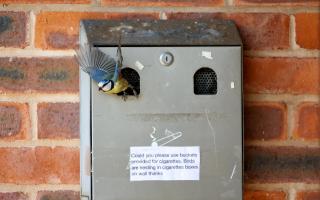 Blue tits nest in ashtray at Astley and Dunley Village Hall
