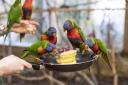 Parrots have Pancake Day party at safari park