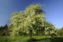 Apple tree in blossom in April, in the fruit orchard at Cotehele, Cornwall (National Trust/PA)