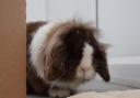 These 3 rabbits with RSPCA in Worcestershire are looking for forever homes (RSPCA)