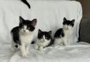 The RSPCA in Worcester has taken in 60 kittens over the last eight weeks including this trio, found in a garden