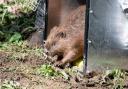 A beaver emerging from a crate
