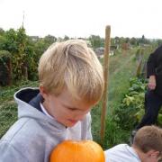 Owen picking his pumpkin