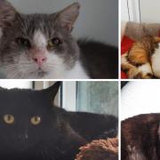 Four cats from an RSPCA centre in Worcestershire are looking for a new home (RSPCA/Canva)