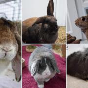 Five rabbits with RSPCA in Worcestershire are looking for forever homes (RSPCA/Canva)