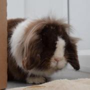 These 3 rabbits with RSPCA in Worcestershire are looking for forever homes (RSPCA)