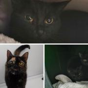These 4 cats with RSPCA in Worcestershire need forever homes (RSPCA/Canva)