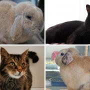 These 4 animals with RSPCA Worcestershire need forever homes (RSPCA/Canva)