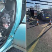 NOSE: Alfie the sniffer dog found the drugs at the McDonald's drive thru in Blackpole, Worcester
