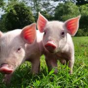 Police bid to trace owners after piglets found in woods in Rock