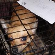 One of the dogs at Little Meadow Animal Rescue kept in a cramped cage.