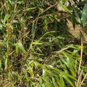 Experts have warned residents about invasive bamboo species