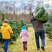 Christmas tree farms are proving increasingly popular with families