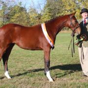 Popular horseman Tim Barnes died aged 70