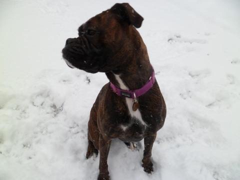Ebony the Boxer dog in the snow in Wolverley!

Photo: Mark Lawley.