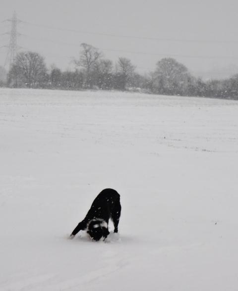 Snow in Spennells. Photo: Caroline Willitts.