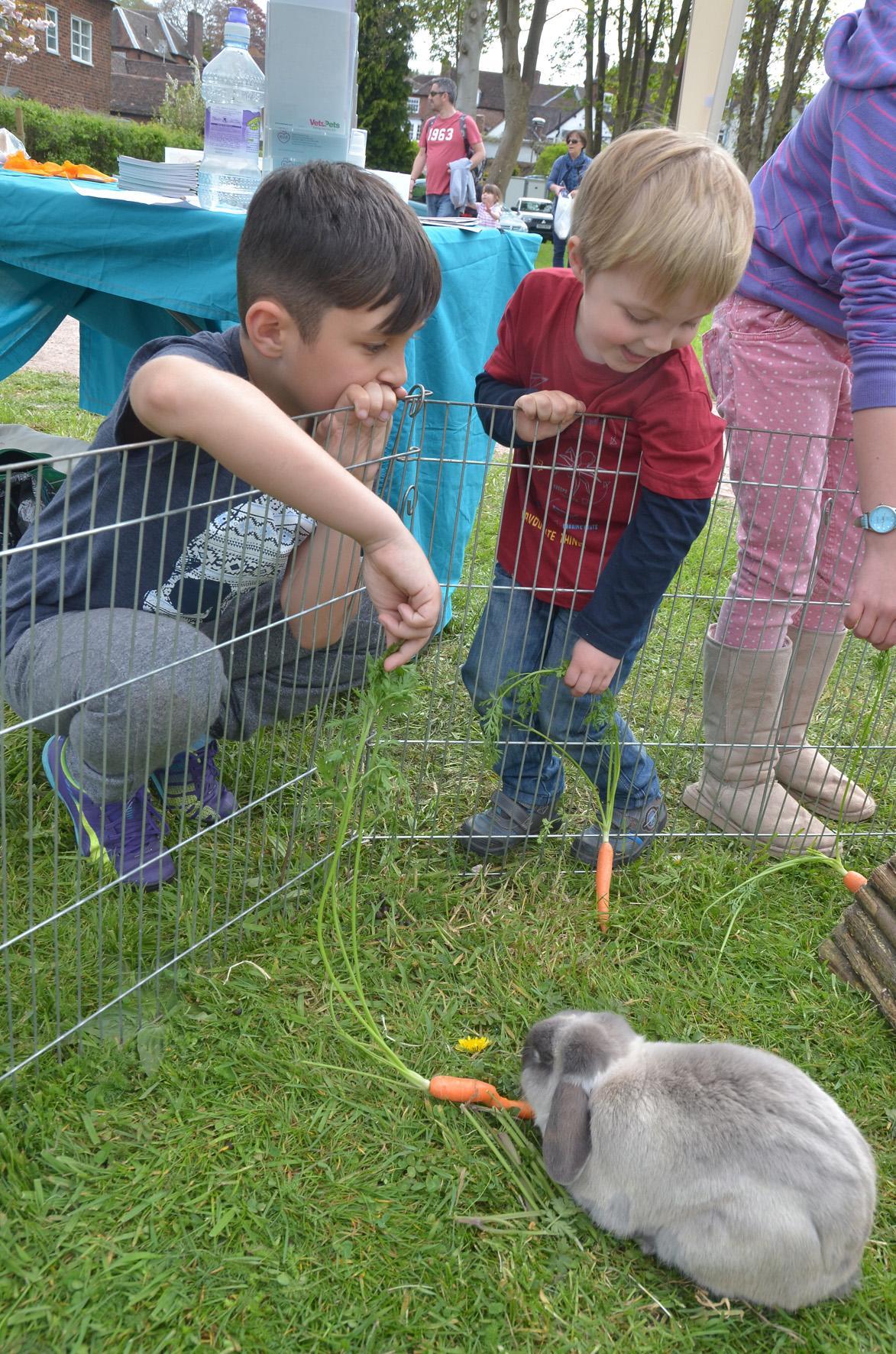 Feeding the rabbits from Fat Fluffs Rabbit Rescue. PIC: Colin Hill