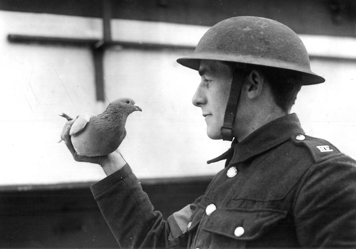 Pigeons in War