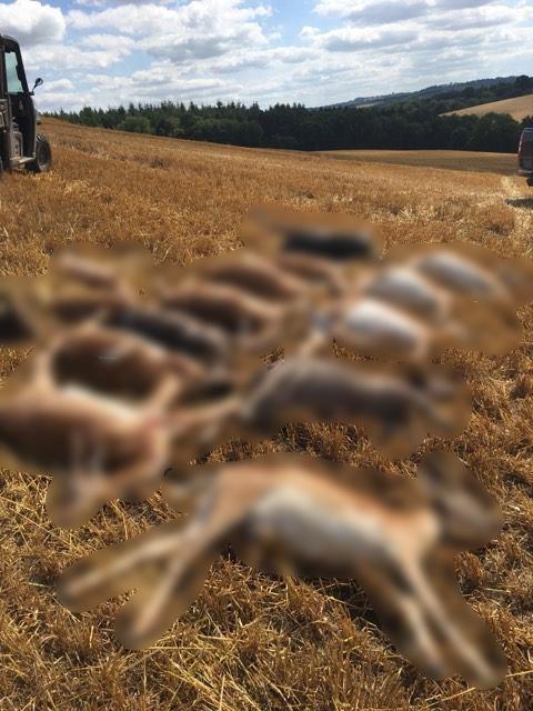 The deer were gunned down on farmland near Bewdley in August last year