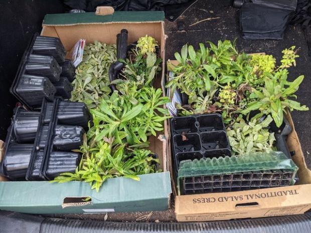 Kidderminster Shuttle: Some of the donated plants for the Seeds for Schools project
