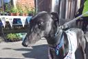 Dave the dog. Pic courtesy of Greyhound Trust Hall Green