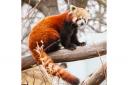 PARK: £850-a-night cottages where guests can watch red pandas play