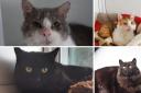 Four cats from an RSPCA centre in Worcestershire are looking for a new home (RSPCA/Canva)