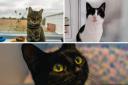 These 3 cats with RSPCA in Worcestershire are looking for forever homes (RSPCA/Canva)