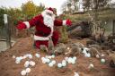 Santa meets the meerkats at West Midland Safari Park