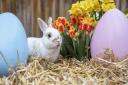 The rabbits at West Midland Safari Park are getting ready for the new Easter event at the Park.