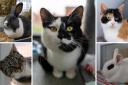 Some of the animals looking for a new home at RSPCA Worcester and Mid-Worcestershire branch (RSPCA/Canva)