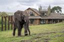 African elephant Sutton has moved to a new home at Noah’s Ark Zoo Farm, from West Midland Safari Park.