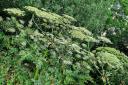 TOXIC: A Giant Hogweed presence in Worcestershire has prompted a warning from  a national body.