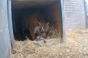 A critically endangered tiger cub has been born at West Midland Safari Park – a first in their 50-year history