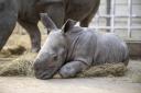 A rare southern white rhino calf has been born at West Midland Safari Park