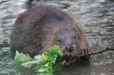 Beavers are set to make a return to Wyre Forest