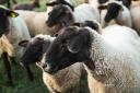 Police have issued a warning after sheep thefts