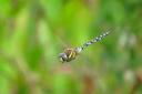 FLYING HIGH: Dragonflies and damselflies at Hartlebury Common.