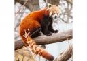 PARK: £850-a-night cottages where guests can watch red pandas play