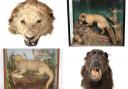 A taxidermy lion's head, fox, otter and baboon were among the top sellers at auction. Photo: Hansons