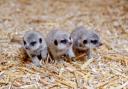 Three tiny baby meerkats have been born at West Midland Safari Park.