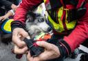 Fire services rescue trapped dog: Photo from Getty Images