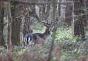 Common buck in Wyre Forest. Photo: Phil Rudlin