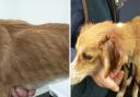 River was rescued from the River Severn last month and was found to be extremely thin.