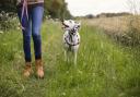 Dog walking facility plan rejected